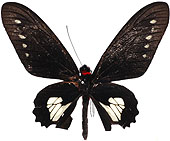 bunichus