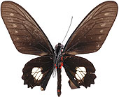 bunichus