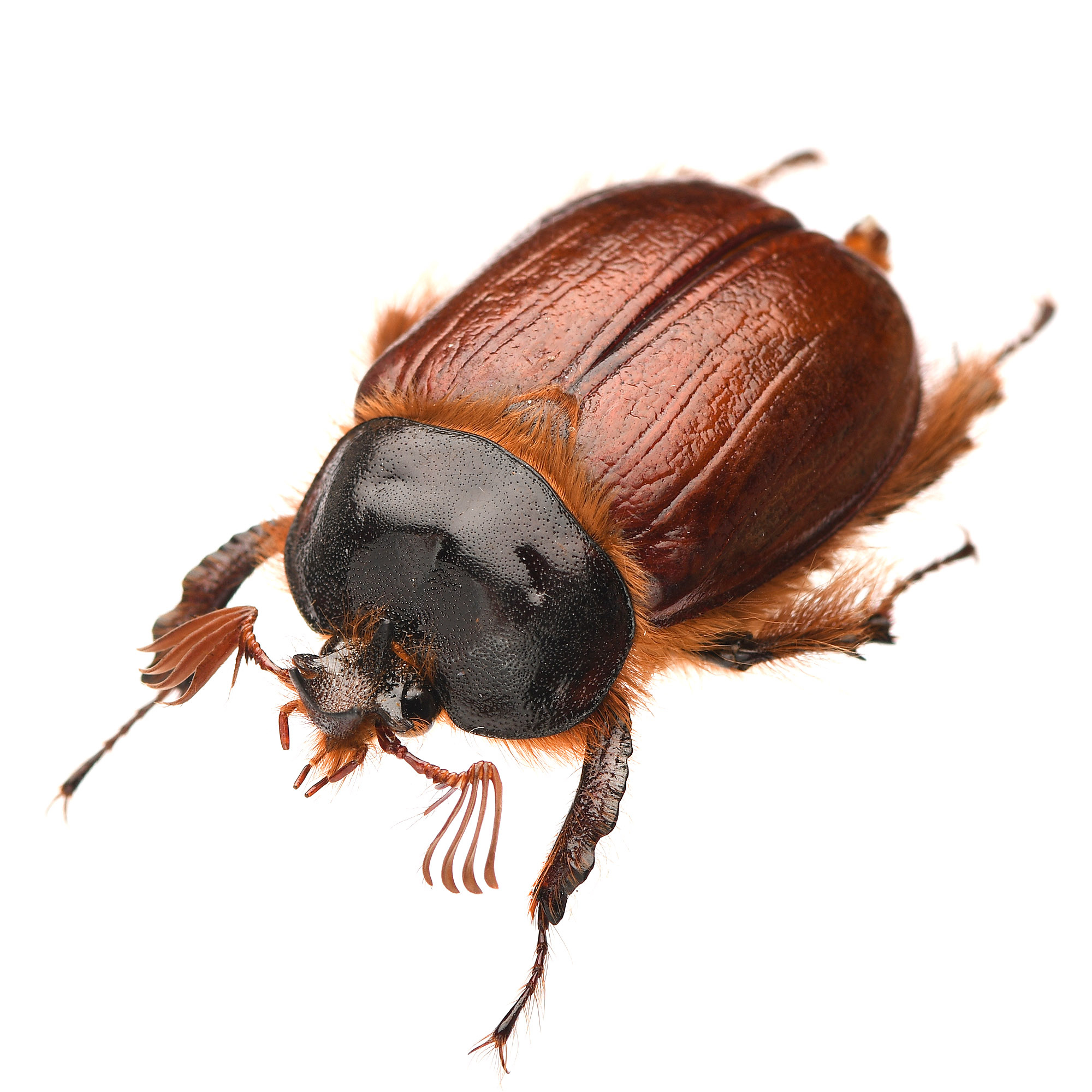 フユセンチコガネの仲間