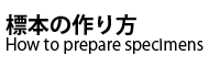 標本の作り方