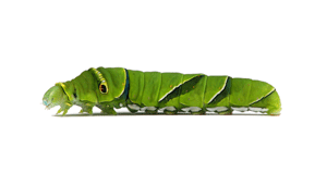 Larva