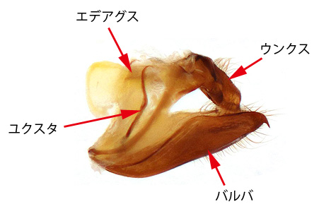 アクモンヒメシジミのゲニタリア