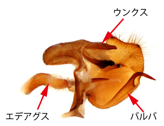 ヒメアカタテハのゲニタリア