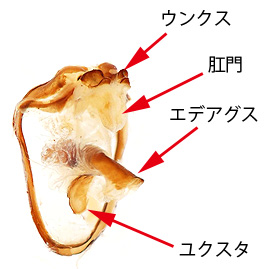 キアゲハのゲニタリア