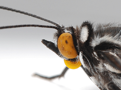 ゴマダラチョウの偽瞳孔