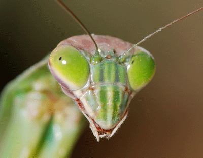 カマキリの疑瞳孔