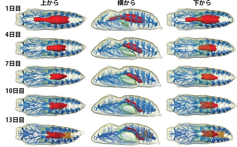 蛹のからだ