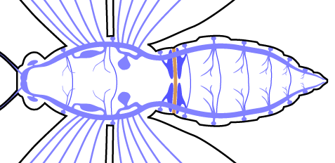 成虫の気管系