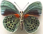 極珍‼️マボロシアカネタテハ 蝶標本 ペット用品 虫類用品