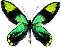 残りわずか】 世界の蝶‼️トリバネアゲハの世‼️豪華青赤緑三色 