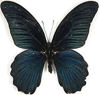 黒い 蝶々