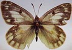 colias