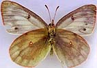 colias