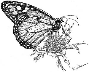 蝶を描く