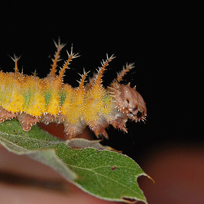 カリフォルニアイチモンジの幼虫