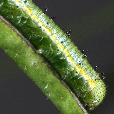 ハイイロツマキチョウの幼虫