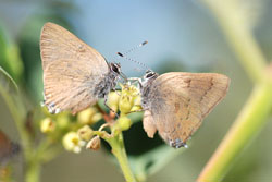 nut-brown hairstreak