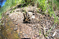 Pale Swallowtail