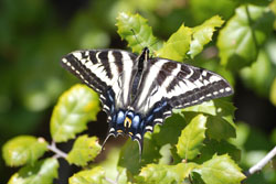 Pale Swallowtail