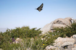 Pale Swallowtail